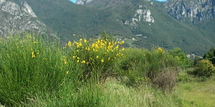 Con BioBlitz Lombardia al PLIS San Pietro al Monte - San Tomaso