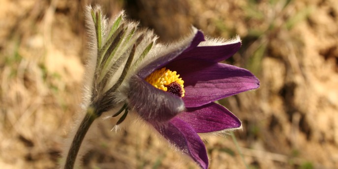 La flora del Parco