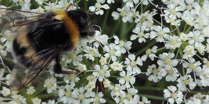 Due giorni di esplorazioni e di scoperte con Bioblitz 2018 