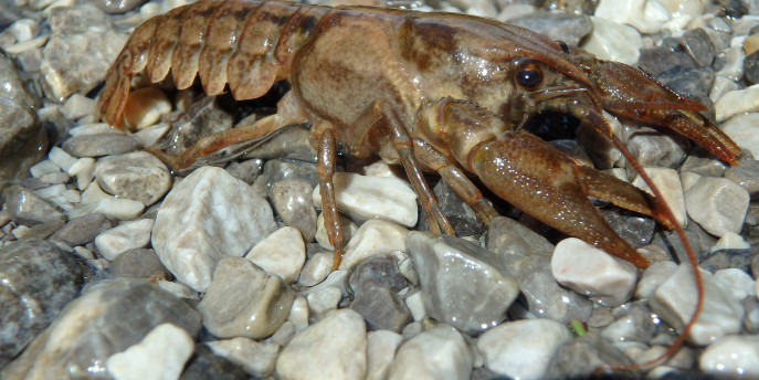 Il gambero d’acqua dolce, un abitante importante del Parco