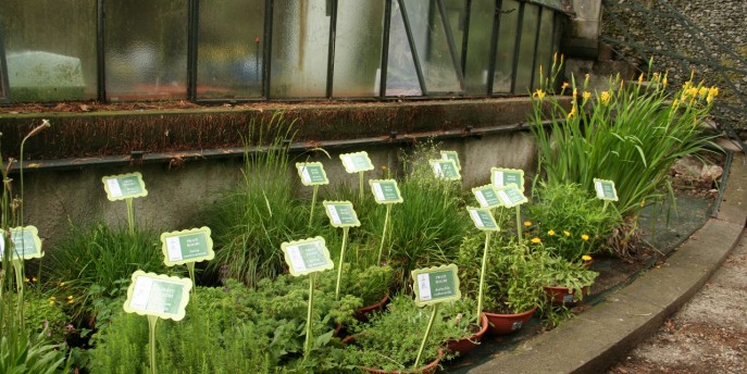 I semi ambasciatori di biodiversità