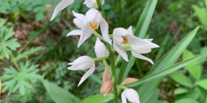 Conclusa l'edizione 2023 di BioBlitz Lombardia