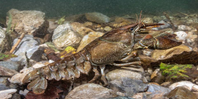 La protezione del Gambero di fiume 