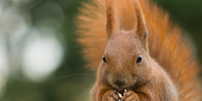 La fauna del Parco