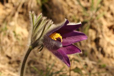 Una montagna di biodiversità