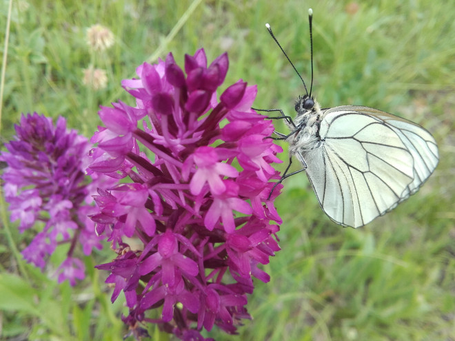 Scopri la natura con BioBlitz Lombardia al Parco Monte Barro 