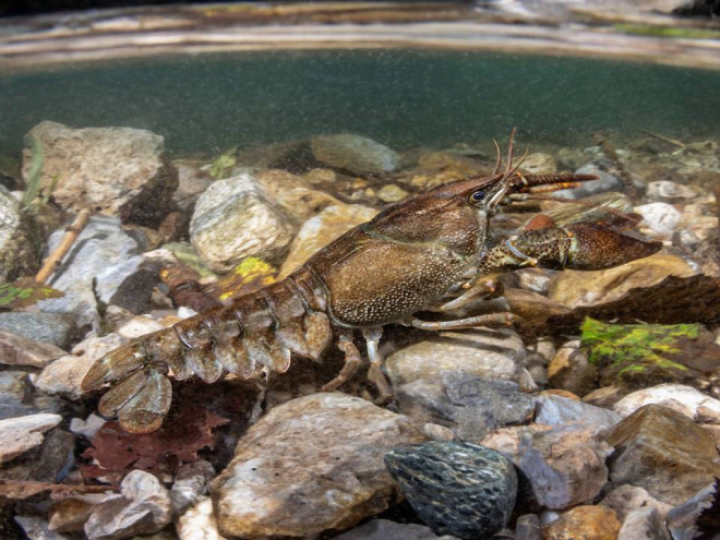 La protezione del Gambero di fiume 