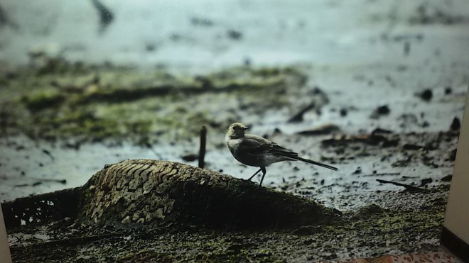 Mostra fotografica 