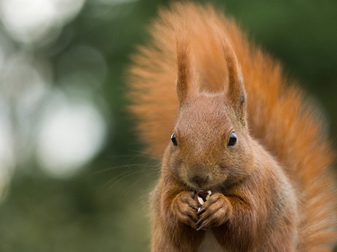 La fauna del Parco