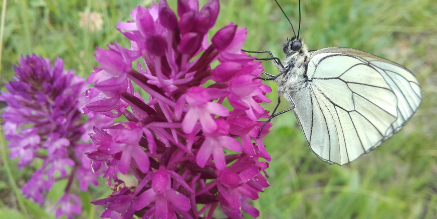 Scopri la natura con BioBlitz Lombardia al Parco Monte Barro 