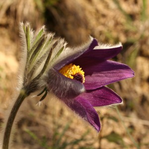 Pulsatilla Montana