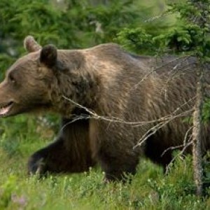 Eliante e l'orso