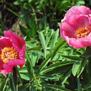 Peonia officinalis